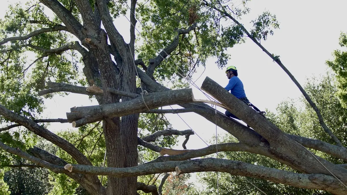 Professional Crown Thinning performed by certified arborists in Redbird